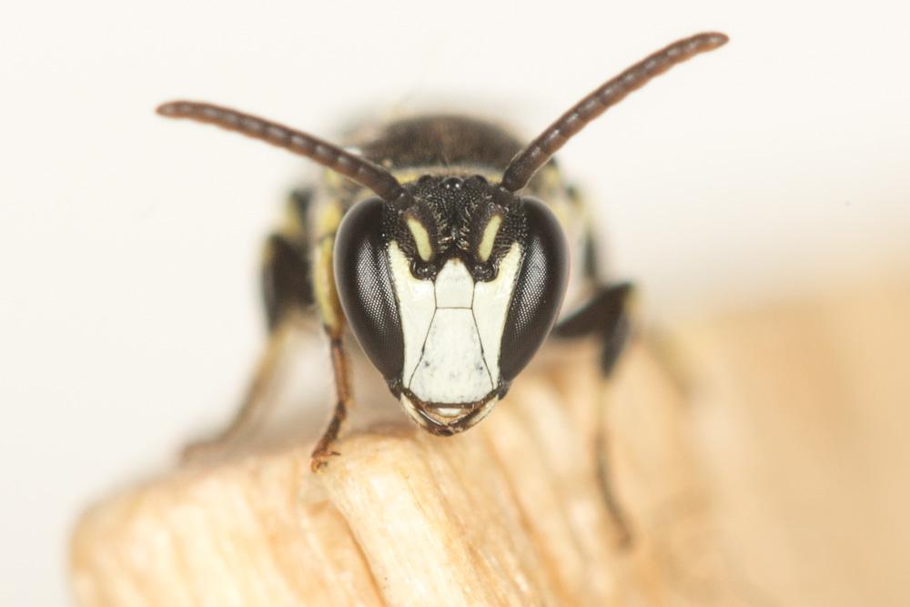 Hylaeus pictus (Smith, 1853)