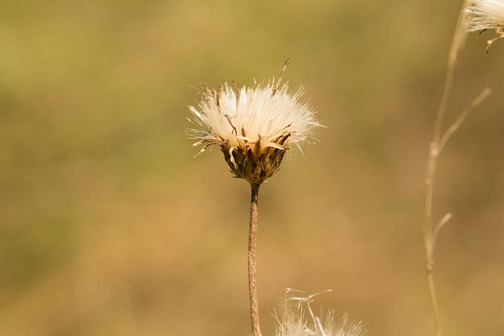 Cirse bulbeux Cirsium tuberosum (L.) All., 1785