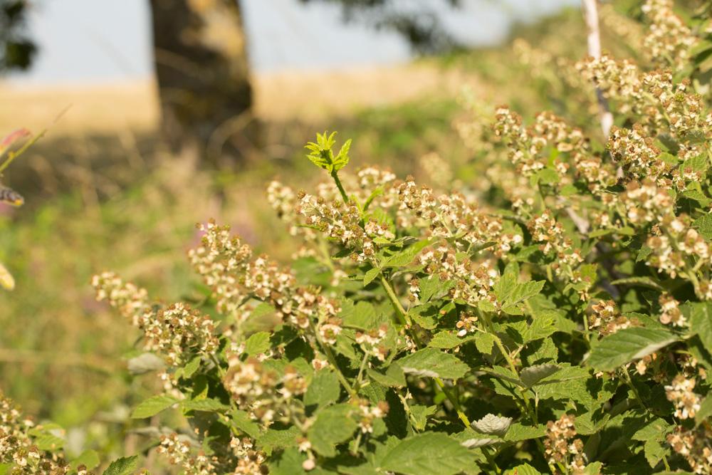 Ronce blanchâtre Rubus canescens DC., 1813