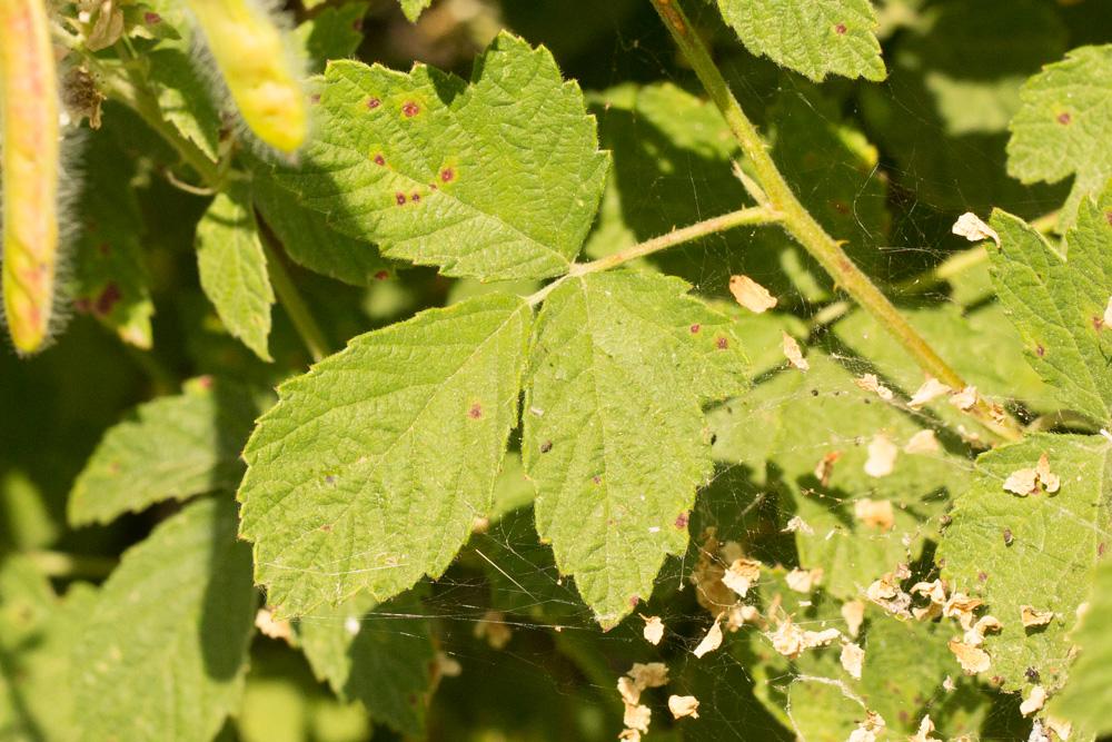 Ronce blanchâtre Rubus canescens DC., 1813