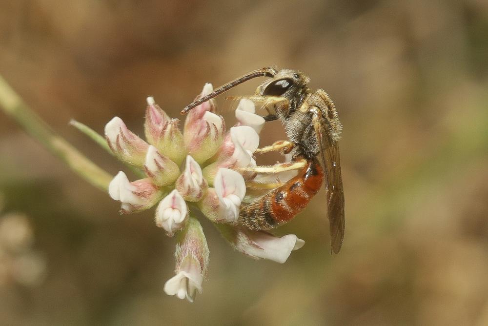  Lasioglossum malachurum (Kirby, 1802)