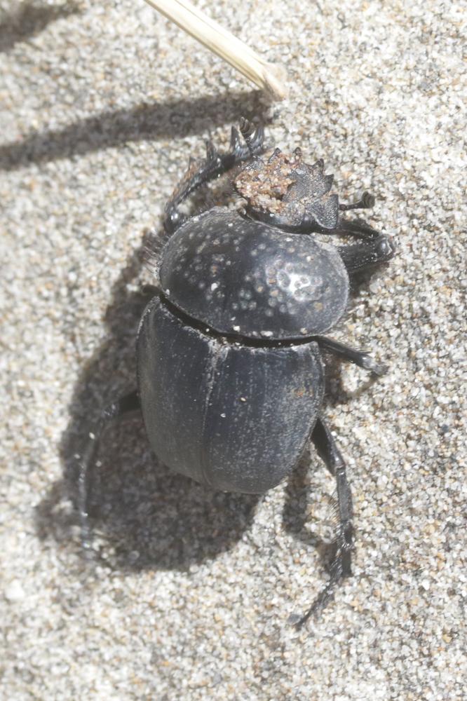 Scarabée semi-ponctuée Scarabaeus semipunctatus Fabricius, 1792