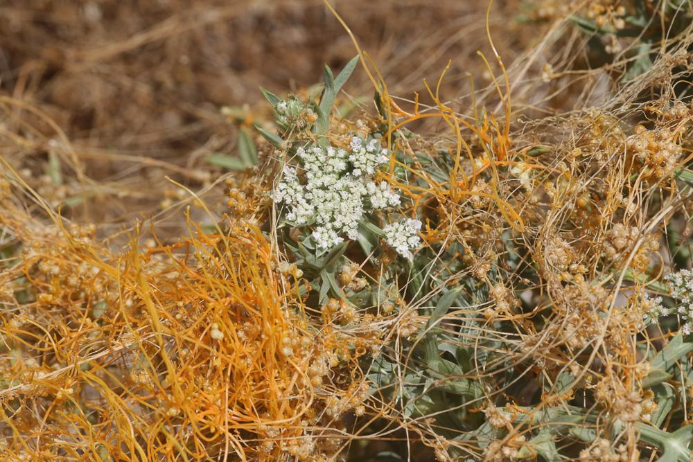 Cuscute volubile, Cuscute du Bident Cuscuta scandens Brot., 1804