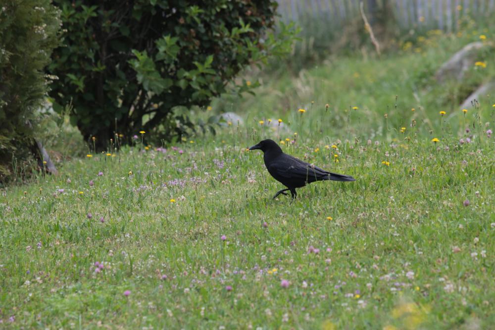 Corvus corone corone Linnaeus, 1758