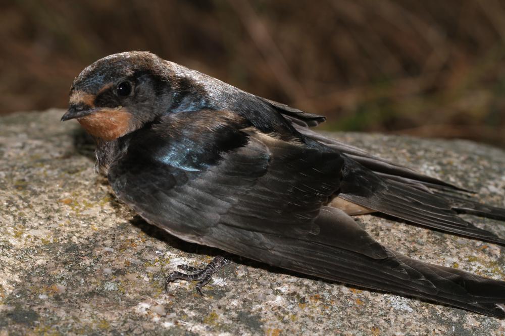 Hirondelle rustique, Hirondelle de cheminée Hirundo rustica Linnaeus, 1758