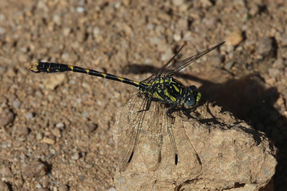 Gomphe à crochets (Le) Onychogomphus uncatus (Charpentier, 1840)