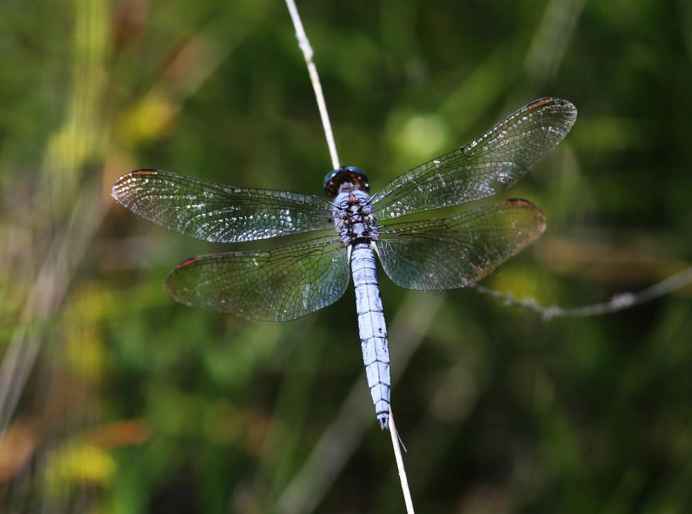Orthétrum bleuissant (L') Orthetrum coerulescens (Fabricius, 1798)