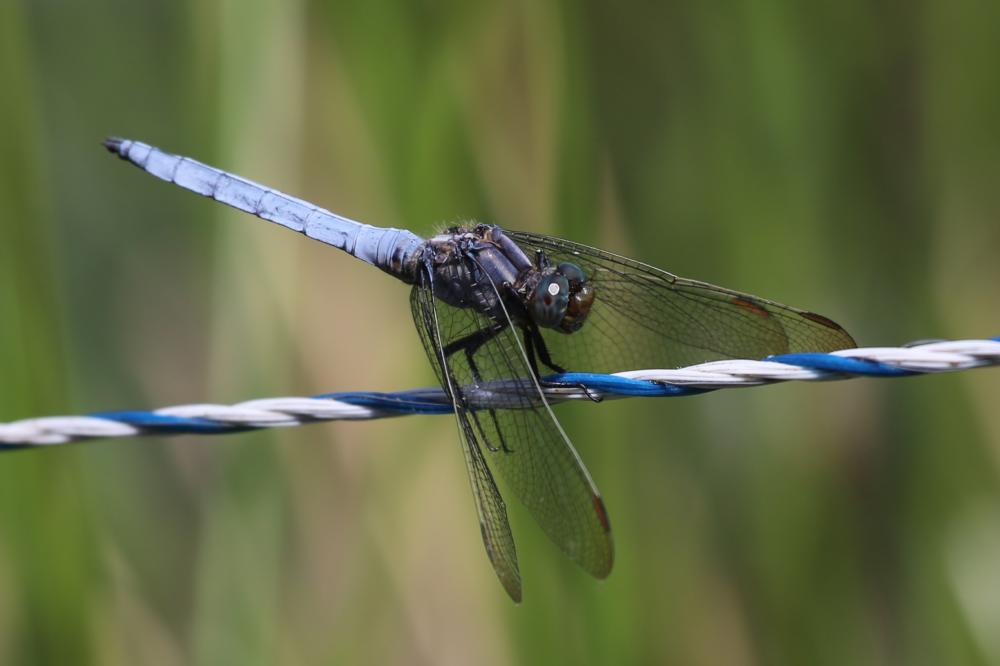 Orthétrum bleuissant (L') Orthetrum coerulescens (Fabricius, 1798)
