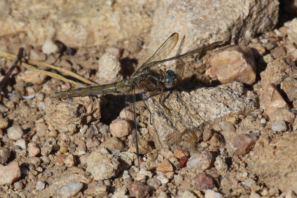Orthétrum bleuissant (L') Orthetrum coerulescens (Fabricius, 1798)