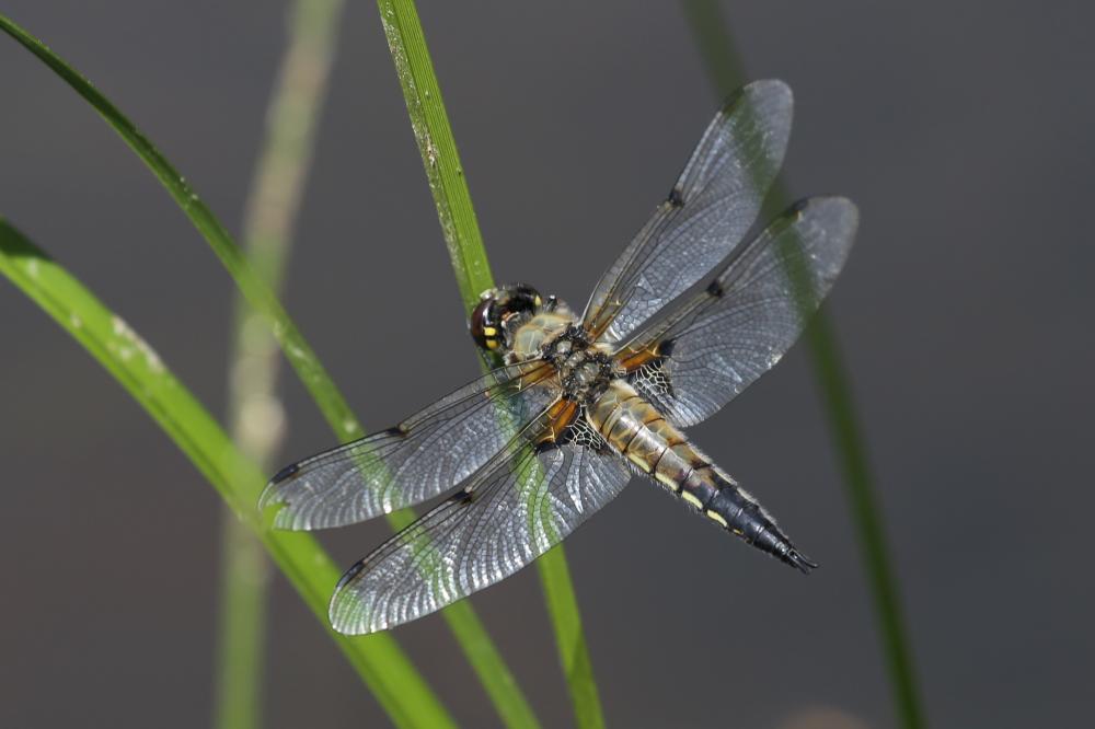 Libellule quadrimaculée (La), Libellule à quatre t Libellula quadrimaculata Linnaeus, 1758