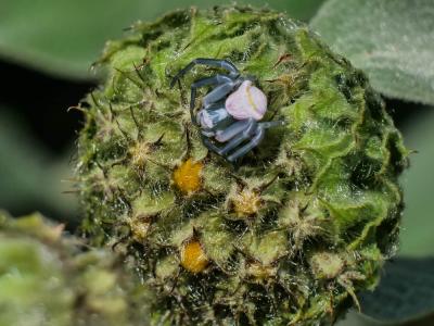 Thomise replet Thomisus onustus Walckenaer, 1805