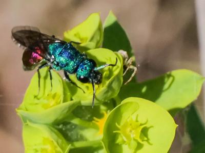 Guêpe-coucou Chrysididae Latreille, 1802