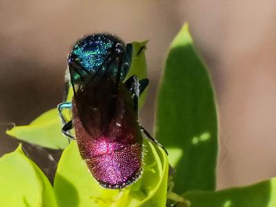 Guêpe-coucou Chrysididae Latreille, 1802