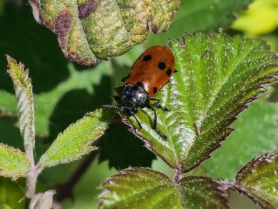  Lachnaia paradoxa (Olivier, 1808)