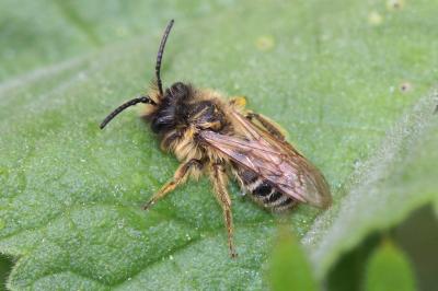  Andrena flavipes Panzer, 1799