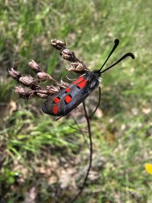 Zygène de l'Esparcette (La), Zygène de la Dorycnie Zygaena rhadamanthus (Esper, 1789)