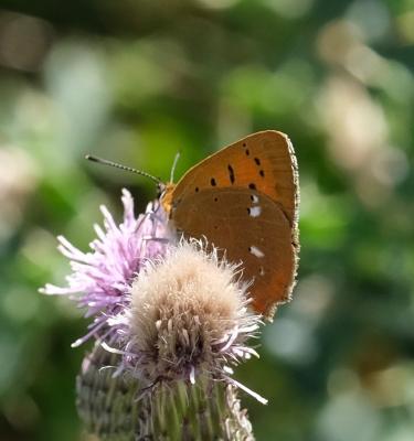 Cuivré de la Verge-d'or (Le), Cuivré satiné (Le),  Lycaena virgaureae (Linnaeus, 1758)