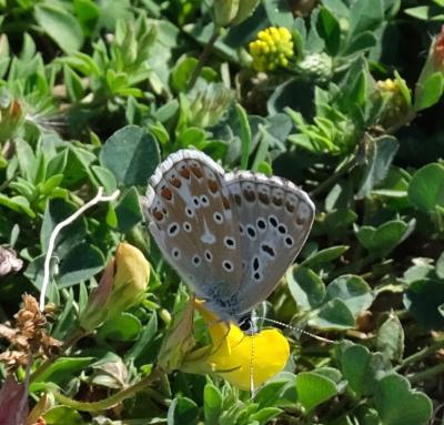 Azuré bleu-céleste (L'), Bel-Argus (Le), Argus ble Lysandra bellargus (Rottemburg, 1775)