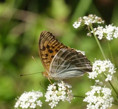 Tabac d'Espagne (Le), Nacré vert (Le), Barre argen Argynnis paphia (Linnaeus, 1758)