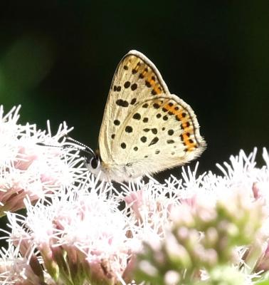 Cuivré fuligineux (Le), Argus myope (L'), Polyomma Lycaena tityrus (Poda, 1761)