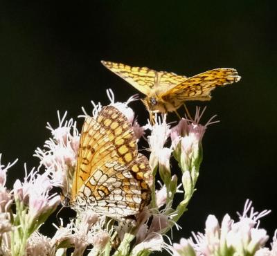 Mélitée des Linaires (La) Melitaea deione (Geyer, 1832)