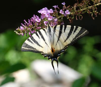 Flambé (Le) Iphiclides podalirius (Linnaeus, 1758)