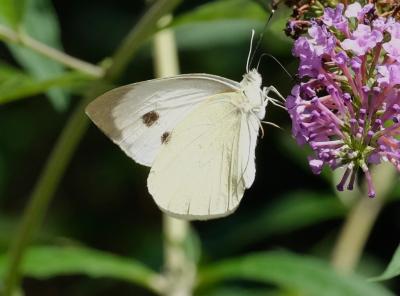 Piéride du Chou (La), Grande Piéride du Chou (La), Pieris brassicae (Linnaeus, 1758)
