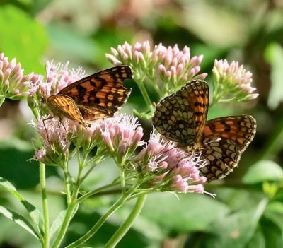 Mélitée de Fruhstorfer (La) Melitaea nevadensis Oberthür, 1904