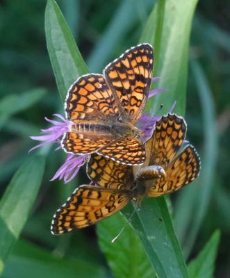 Mélitée des Centaurées (La), Grand Damier (Le) Melitaea phoebe (Denis & Schiffermüller, 1775)