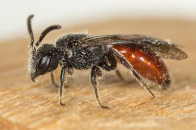 Sphecodes majalis Pérez, 1903