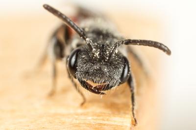  Sphecodes majalis Pérez, 1903