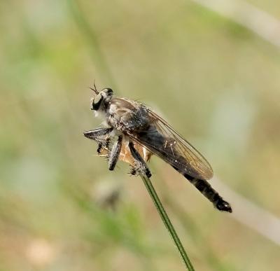  Asilidae Latreille, 1802