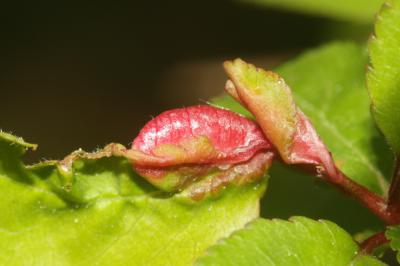  Putoniella pruni (Kaltenbach, 1872)