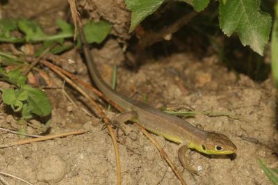Lézard vert Lacerta bilineata Daudin, 1802