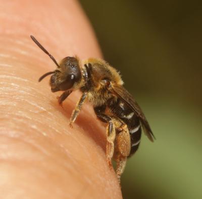  Halictus rubicundus (Christ, 1791)