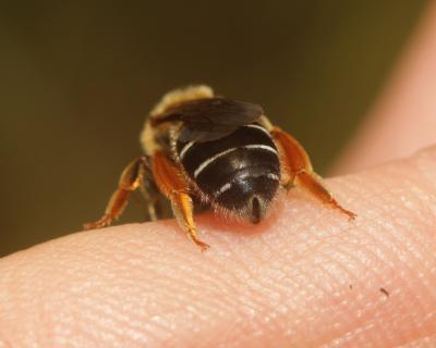  Halictus rubicundus (Christ, 1791)