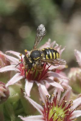 Abeille cotonnière, Anthidie cotonnière Anthidium manicatum (Linnaeus, 1758)