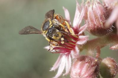 Abeille cotonnière, Anthidie cotonnière Anthidium manicatum (Linnaeus, 1758)