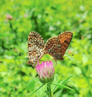 Mélitée des Linaires (La) Melitaea deione (Geyer, 1832)