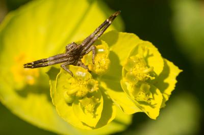 Xystique Xysticus 