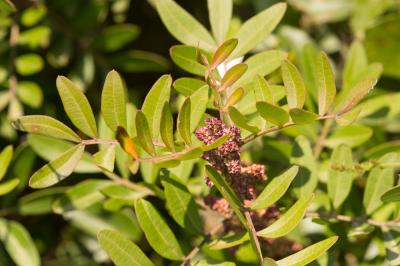 Lentisque, Arbre au mastic Pistacia lentiscus L., 1753
