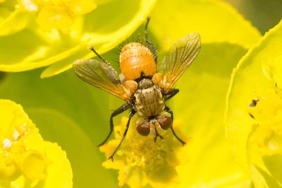  Eliozeta helluo (Fabricius, 1805)