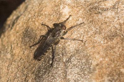 Asilidae Latreille, 1802