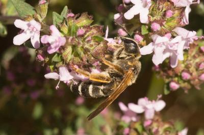  Halictus quadricinctus (Fabricius, 1776)