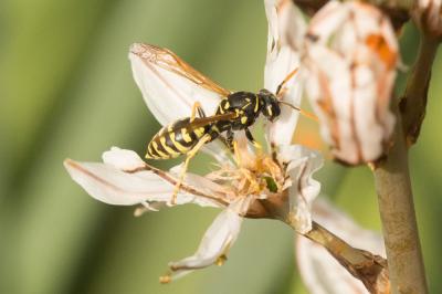  Polistes Latreille, 1802