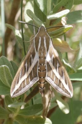 Sphinx livournien (Le) Hyles livornica (Esper, 1780)