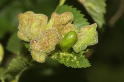  Tetraneura ulmi (Linnaeus, 1758)