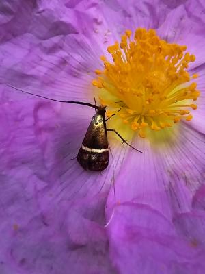  Adela australis (Heydenreich, 1851)
