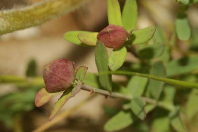  Zeuxidiplosis giardi (Kieffer, 1896)