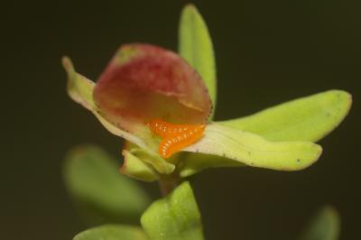 Zeuxidiplosis giardi (Kieffer, 1896)